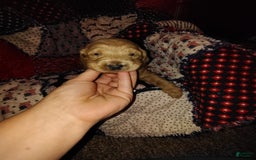 Mini Goldendoodle dogs for sale: Betsy - Image 6