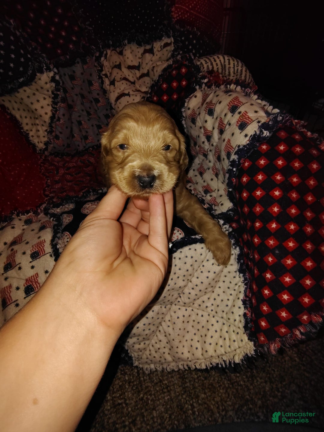 Mini Goldendoodle dogs for sale: Betsy - Image 6