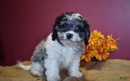 Cavapoo dogs for sale: Joann - Image 2