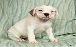 Beabull dogs for sale: Kelly - Image 2