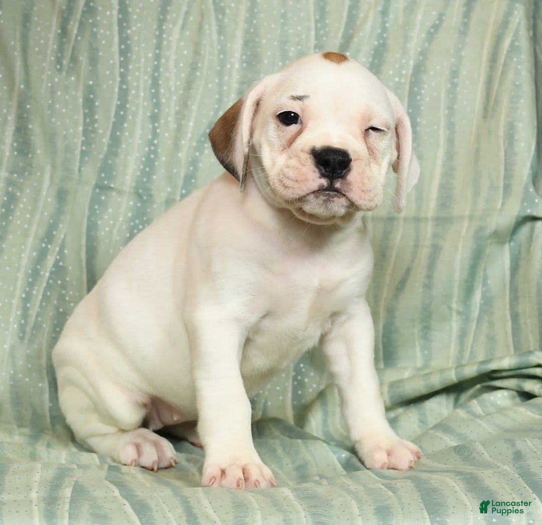 Beabull dogs for sale: Kelly - Image 2