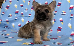 Cairn Terrier dogs for sale: Jane - Image 6