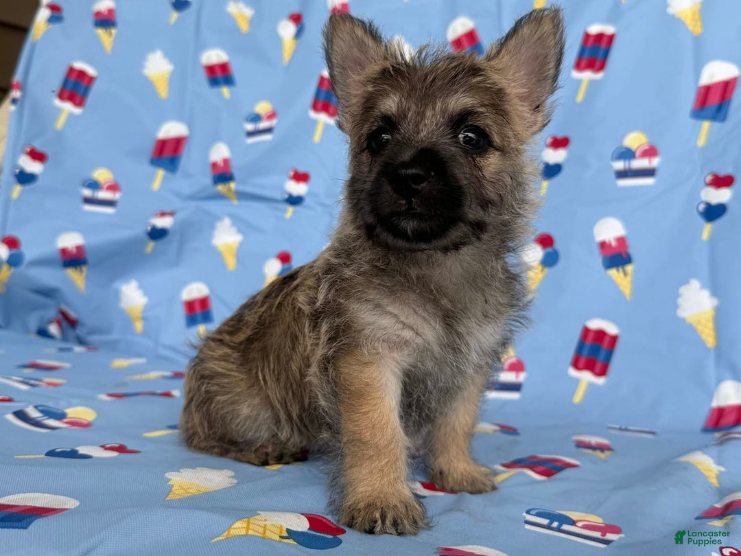 Cairn Terrier dogs for sale: Jane - Image 6