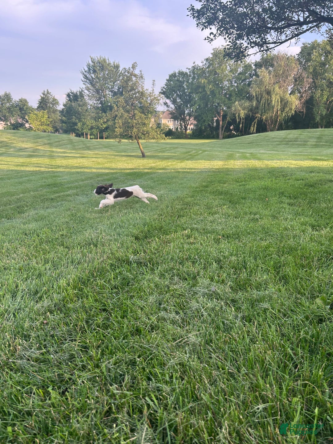 English Springer Spaniel dogs for sale: Sadie - Image 2