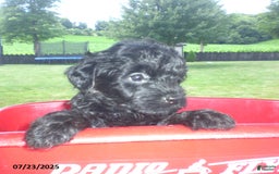 Yorkiepoo dogs for sale: Mack - Image 17