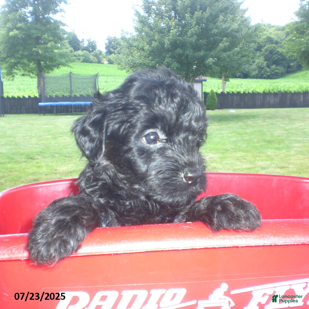 Yorkiepoo dogs for sale: Mack - Image 17