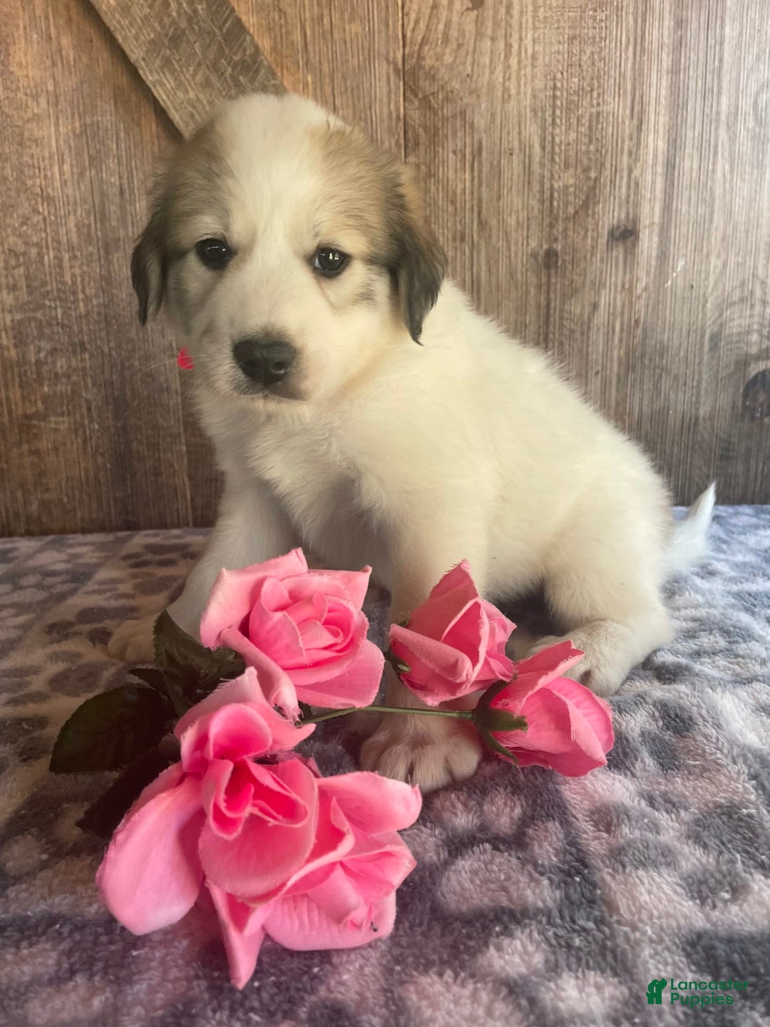 Great Pyrenees dogs for sale: Nova - Image 3
