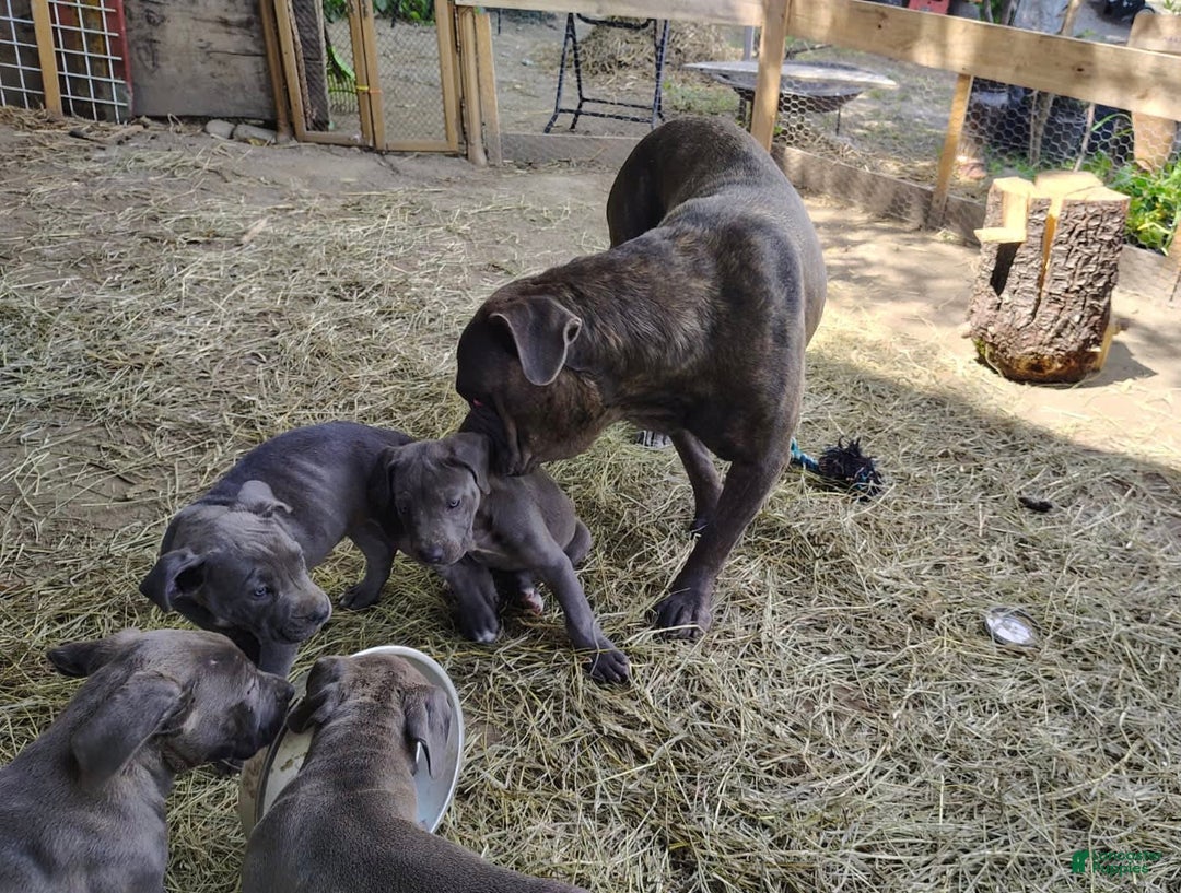 Cane Corso dogs for sale: Delia - Image 12