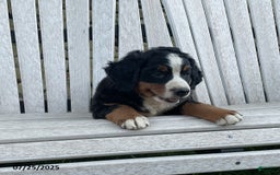 Bernese Mountain Dog dogs for sale: Bernese Mountain Dog 3 puppies - Image 3