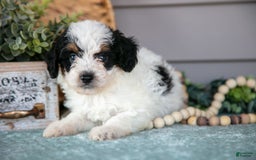 Miniature Poodle dogs for sale: Twinkle - Image 3