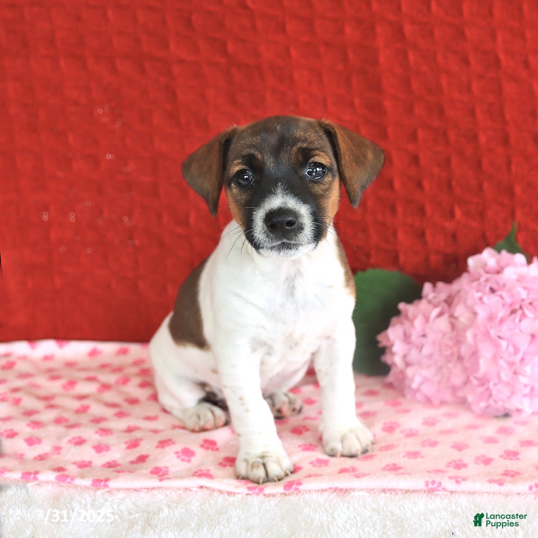 Jack Russell Terrier dogs for sale: Rosie - Image 4