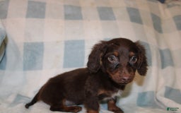 Dachshund dogs for sale: Austin Mini - Image 11