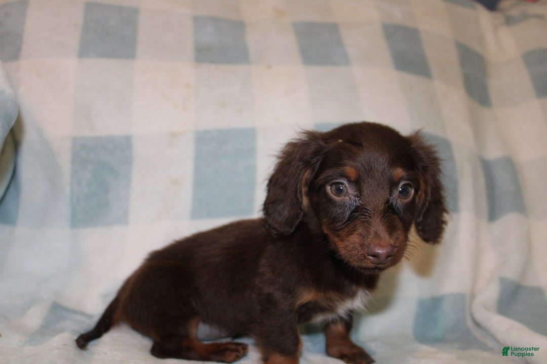 Dachshund dogs for sale: Austin Mini - Image 11