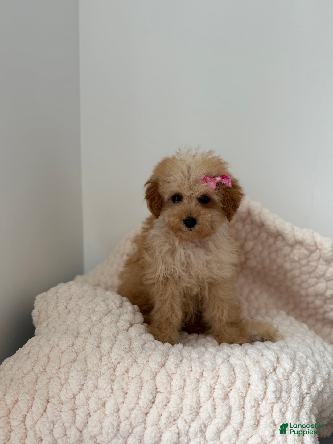 Toy Poodle dogs for sale: Princess - Image 1
