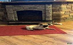 Boston Terrier dogs for sale: Winston - Image 11