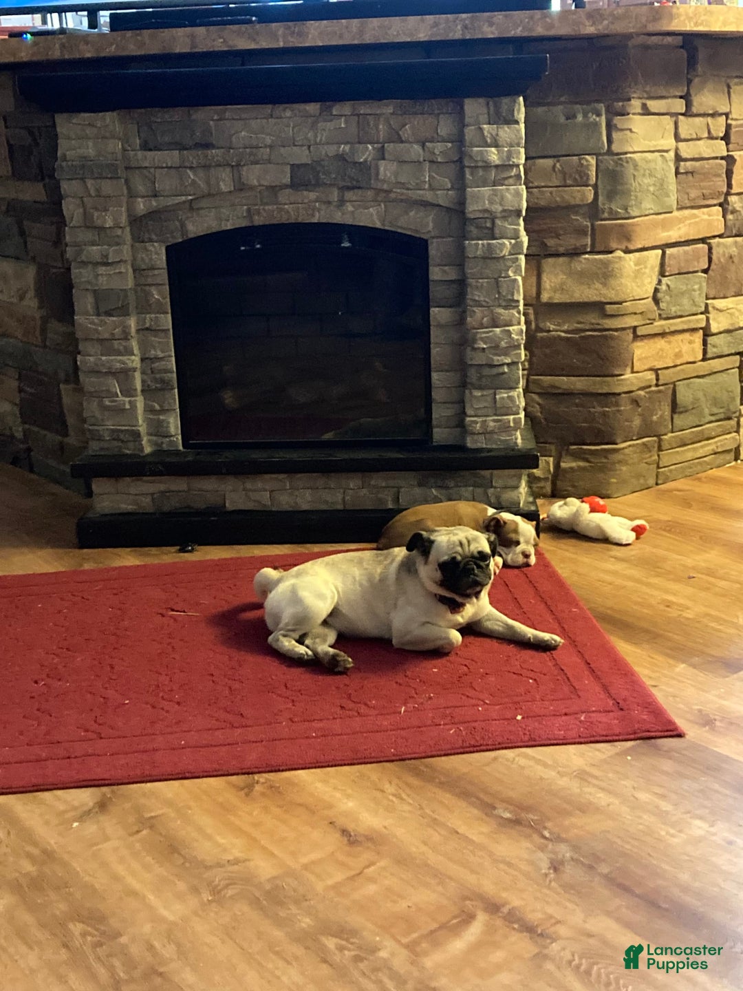 Boston Terrier dogs for sale: Winston - Image 11
