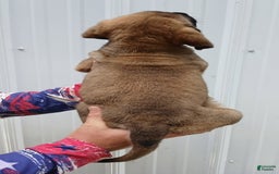 English Mastiff dogs for sale: Diesel - Image 2