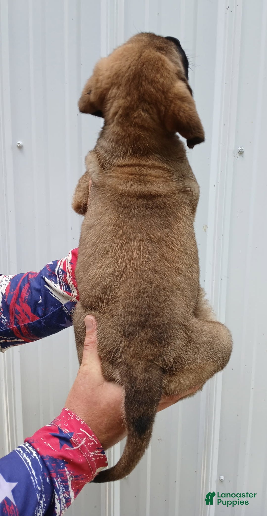 English Mastiff dogs for sale: Diesel - Image 2
