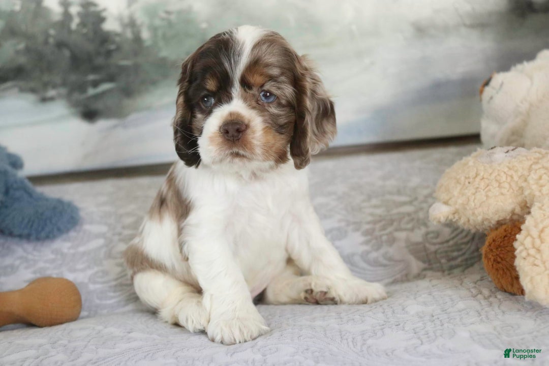 Cocker Spaniel dogs for sale: Beckham - Image 8