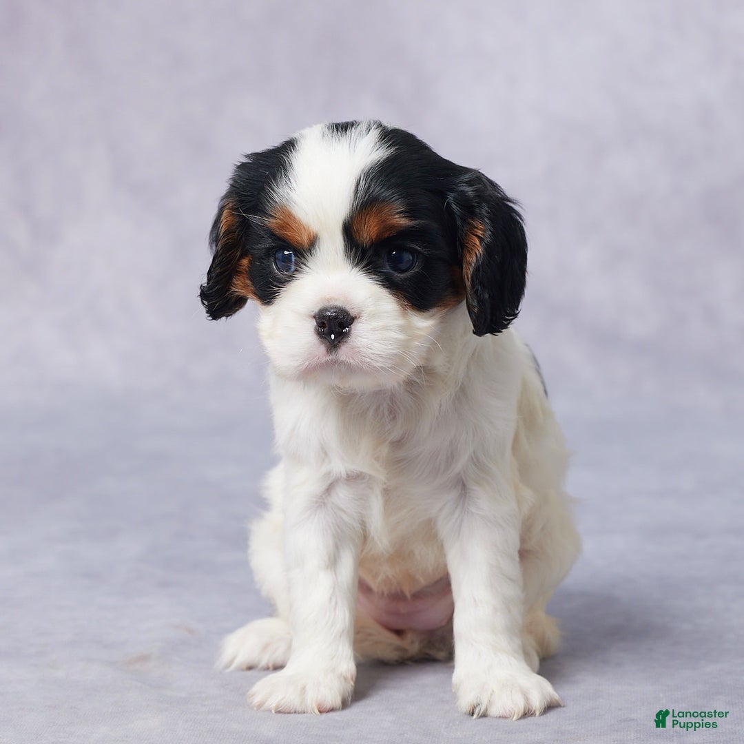 Cavalier King Charles Spaniel dogs for sale: Beth - Image 3