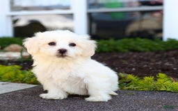 Maltipoo dogs for sale: Maltipoo 8 puppies - Image 18