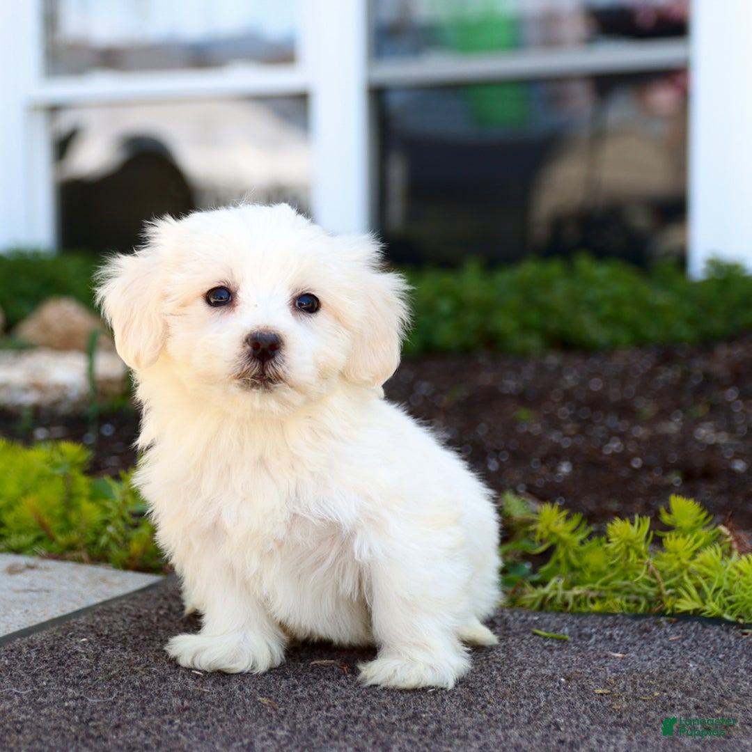 Maltipoo dogs for sale: Maltipoo 8 puppies - Image 18