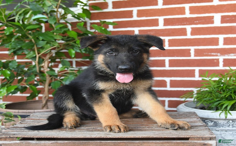 German Shepherd dogs - Advert 33