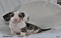 Miniature Dachshund dogs for sale: Miniature Dachshund 3 puppies - Image 9