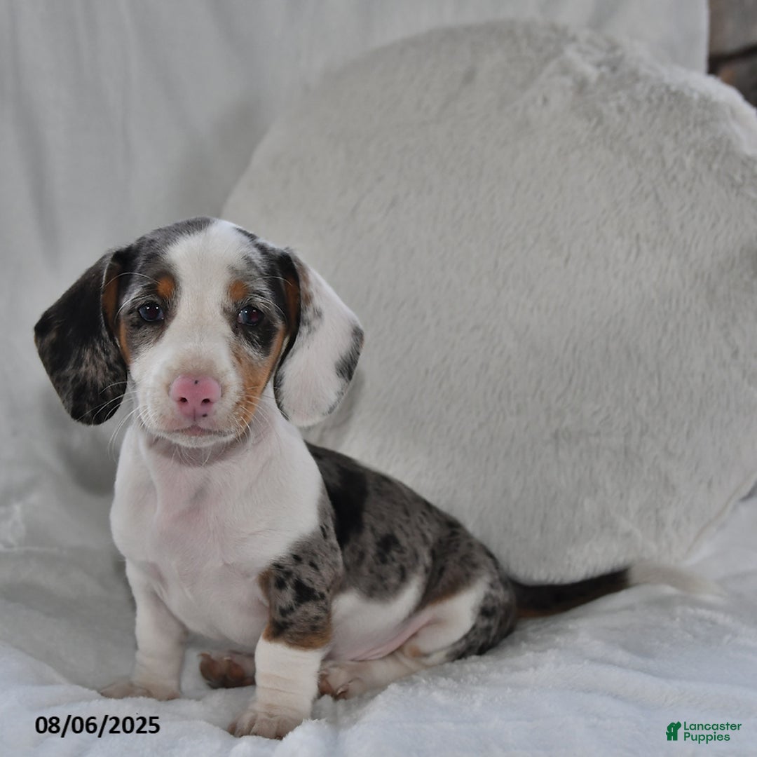 Miniature Dachshund dogs for sale: Miniature Dachshund 3 puppies - Image 9