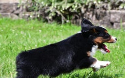 Miniature Australian Shepherd dogs for sale: Nicholas - Image 3