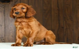 Irish Setter dogs for sale: Milo - Image 7