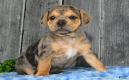 Beabull dogs for sale: Kate - Image 4