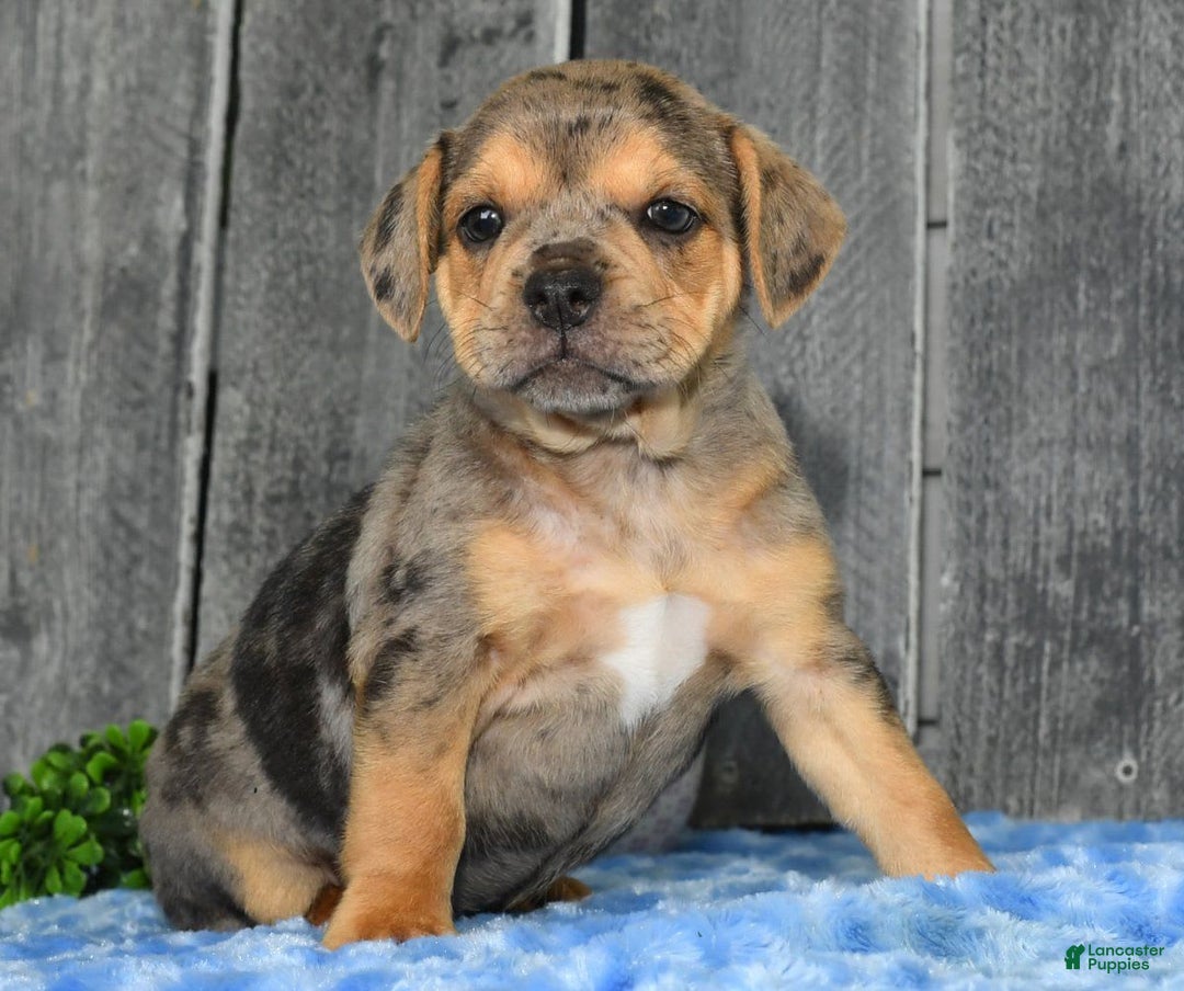 Beabull dogs for sale: Kate - Image 4