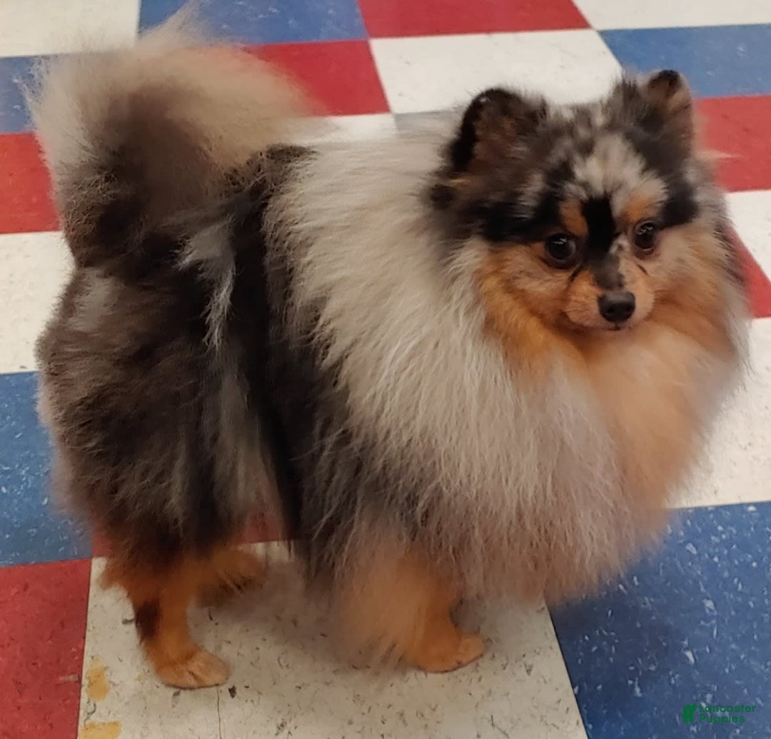 Pomeranian dogs for sale: Astro - Image 2