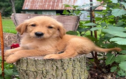 Golden Retriever dogs for sale: Sailor - Image 4