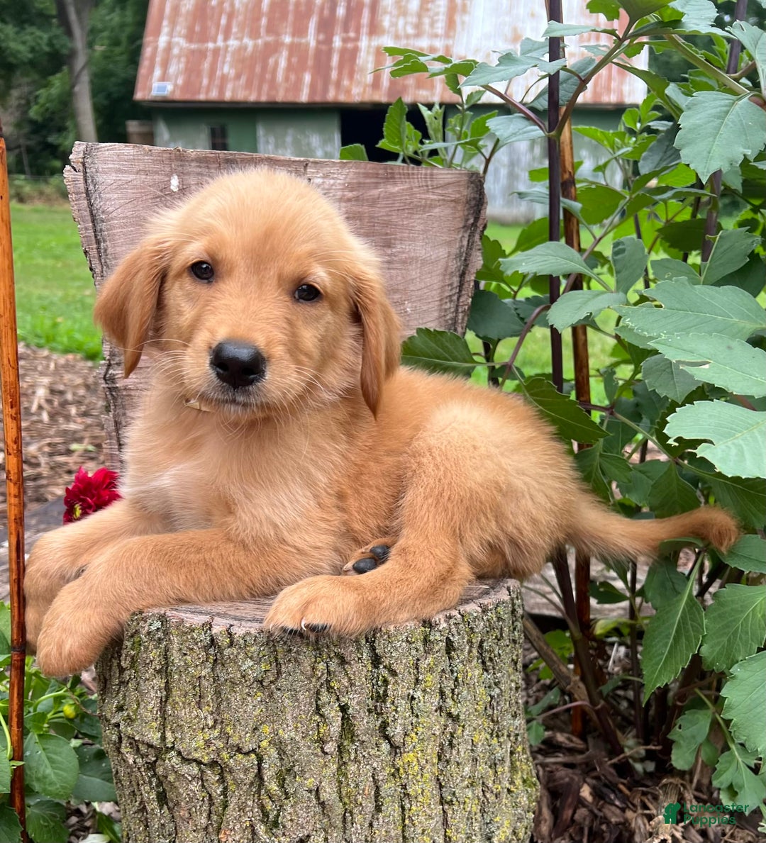 Golden Retriever dogs for sale: Sailor - Image 4