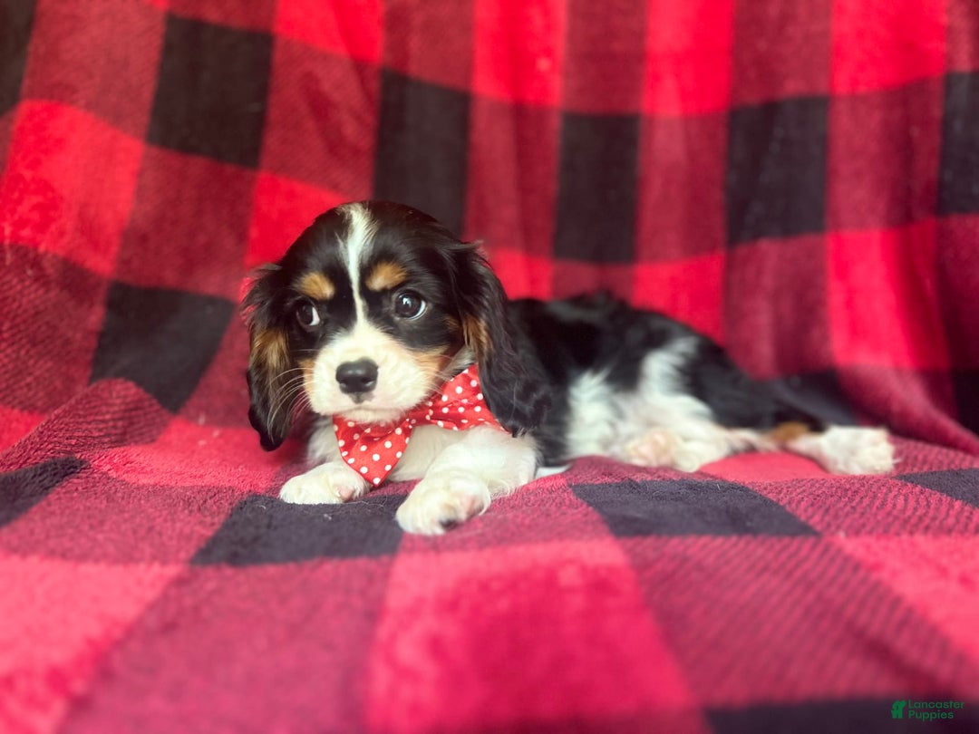 Cavalier King Charles Spaniel dogs for sale: Toto - Image 8