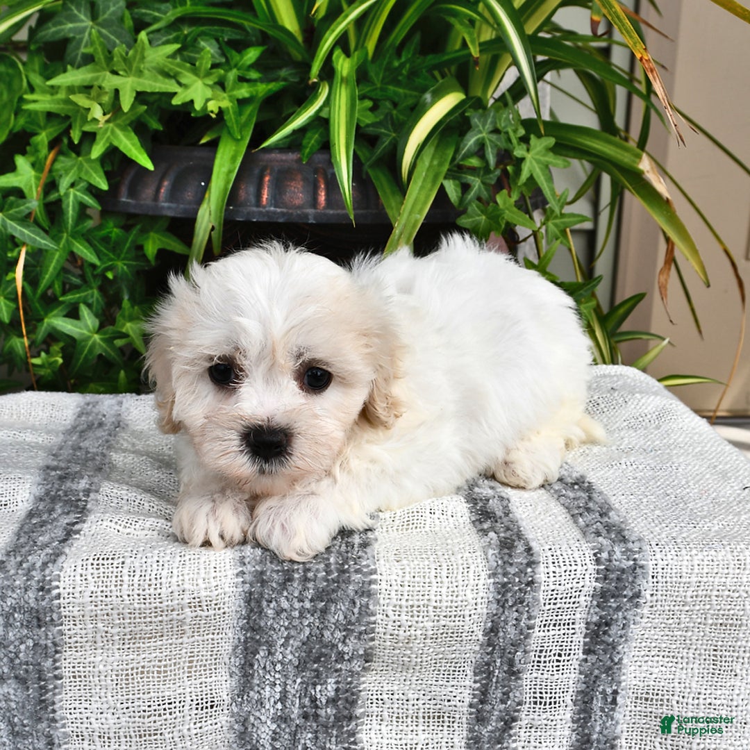Cavachon dogs for sale: Molly - Image 5