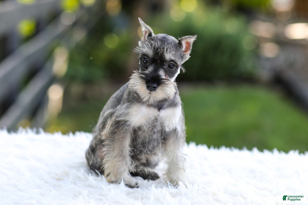 Miniature Schnauzer dogs for sale: Ace - Image 4
