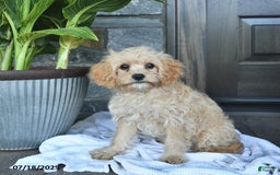 Cavapoo dogs for sale: Skye - Image 2