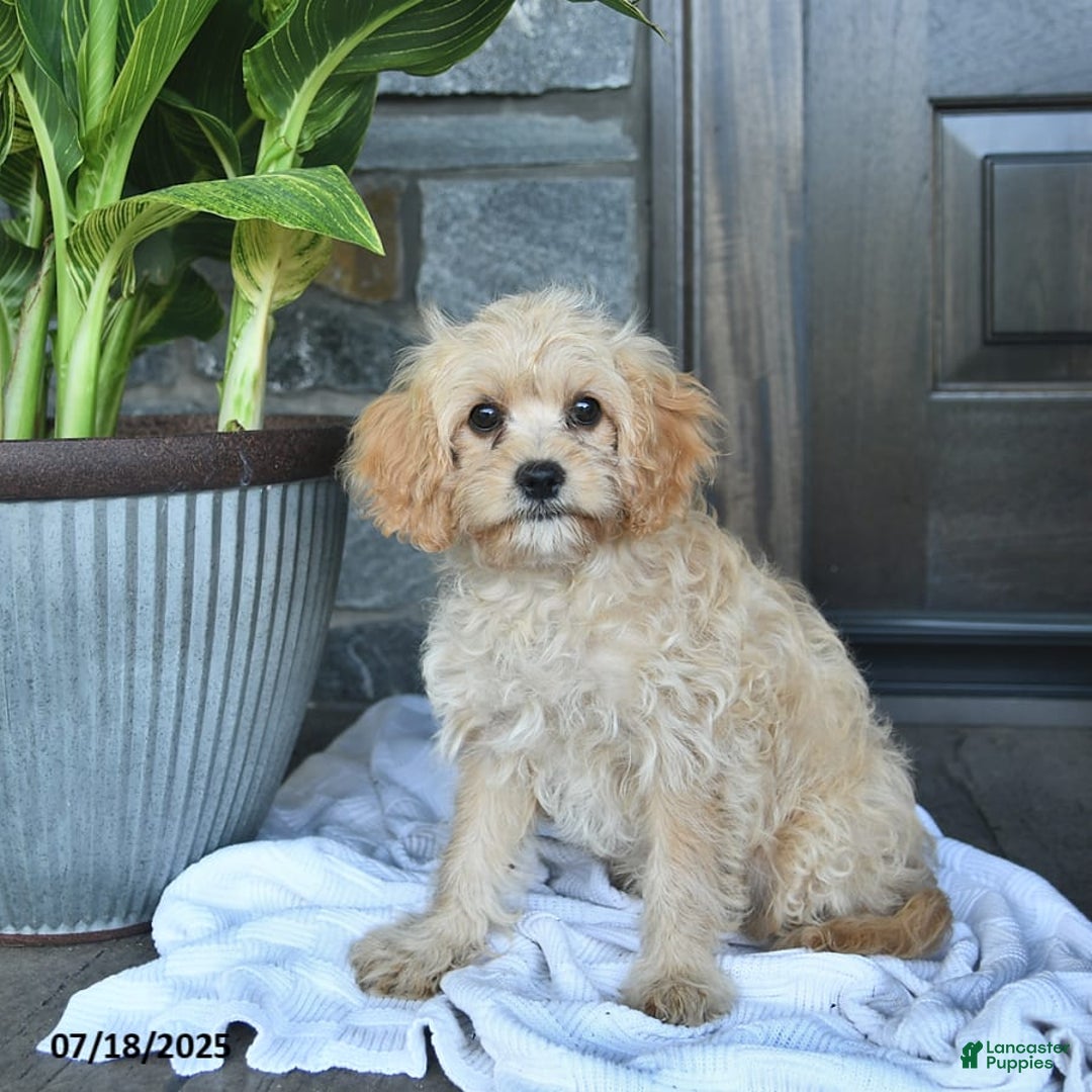 Cavapoo dogs for sale: Skye - Image 2