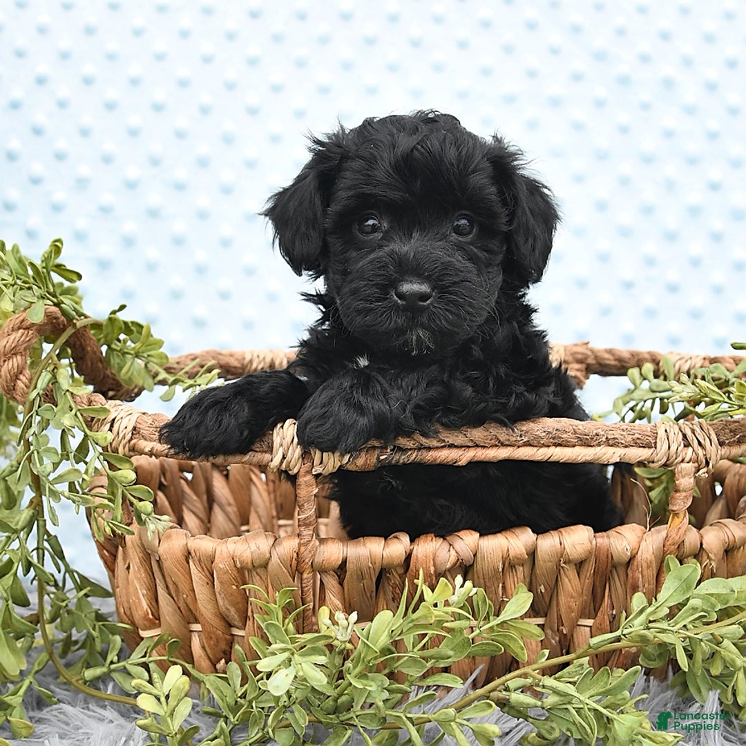 Havapoo dogs for sale: Bailey - Image 8