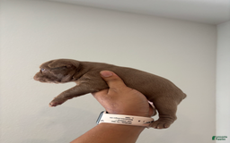 French Bulldog dogs for sale: Rajahie - Image 5