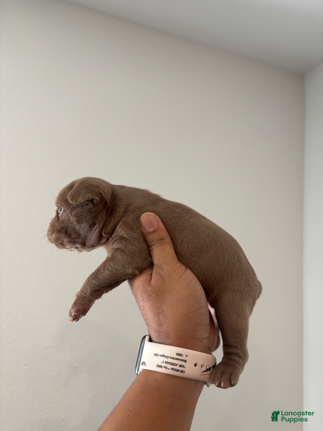French Bulldog dogs for sale: Rajahie - Image 5