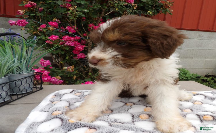 Mini Aussiedoodle dogs for sale - Ad 2