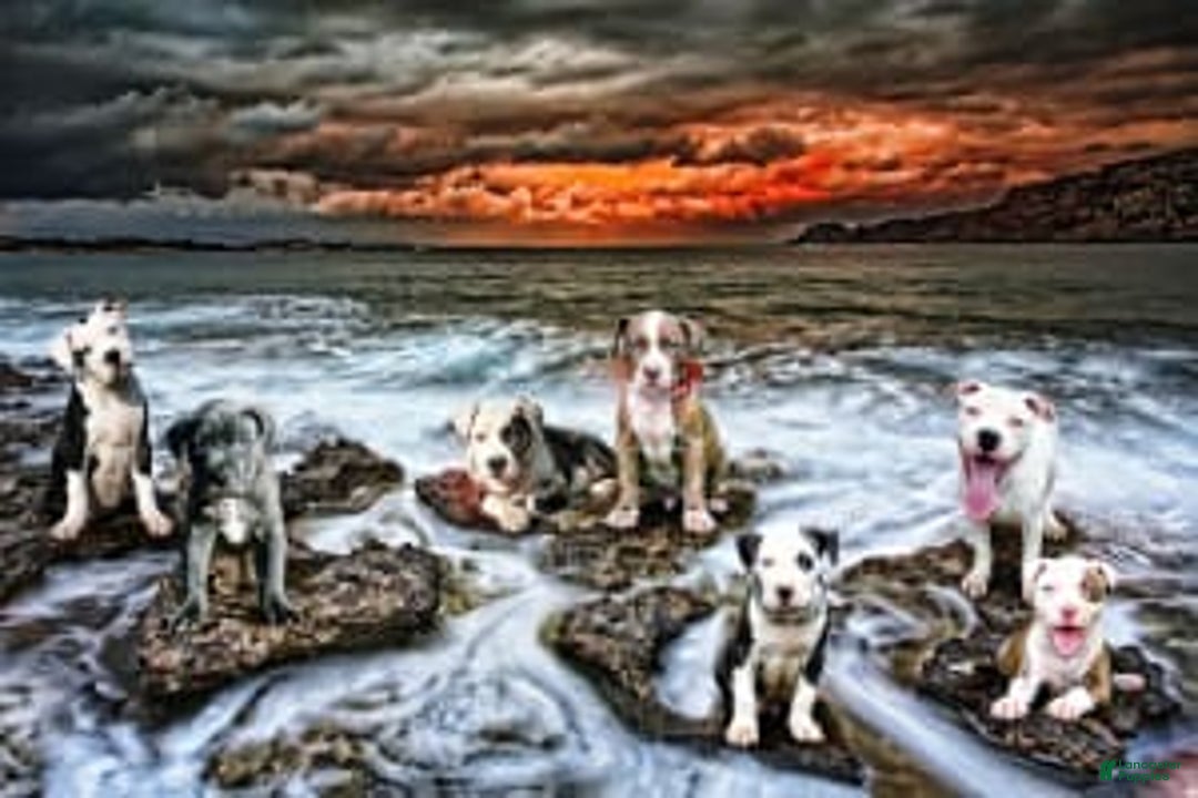 common:galleryImageAlt