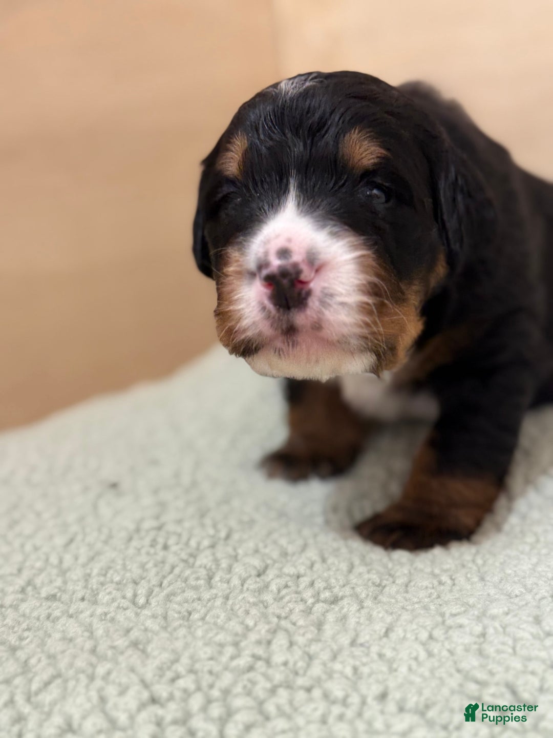 Bernedoodle dogs for sale: Bear - Image 3