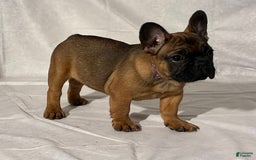 French Bulldog dogs for sale: Autumn - Image 1