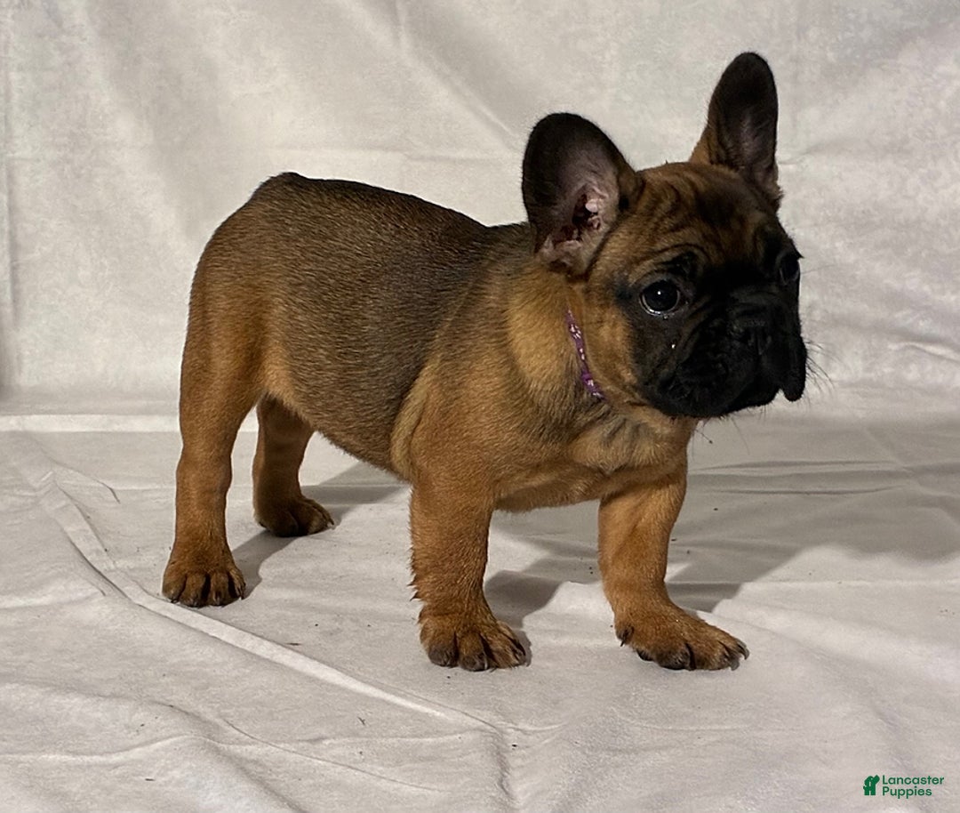 French Bulldog dogs for sale: Autumn - Image 1