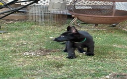 German Shepherd dogs for sale: Riley Bella Badger - Image 1